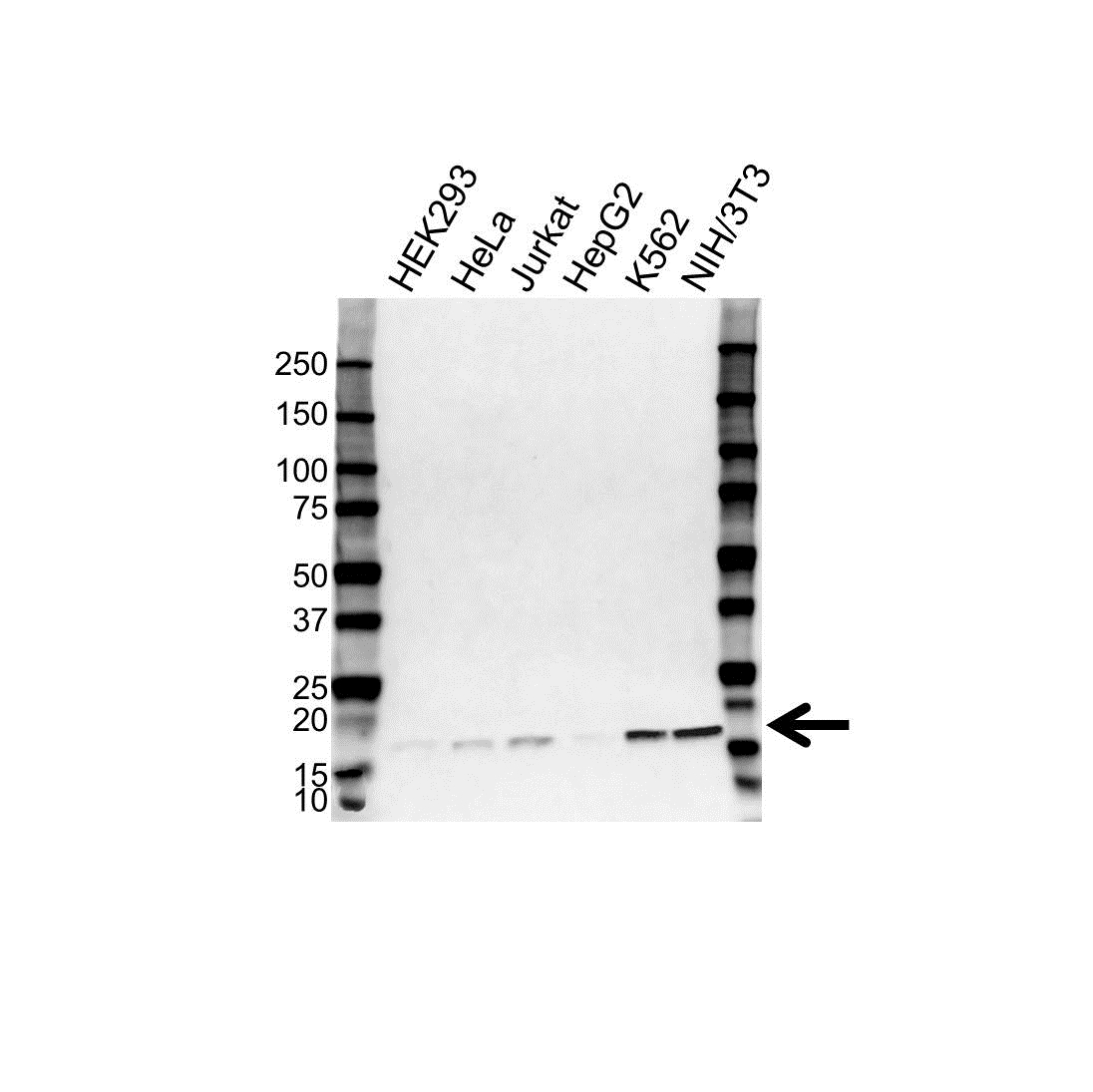 Anti RPL22 Antibody (PrecisionAb Polyclonal Antibody) gallery image 1