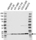 Anti RPL23 Antibody (PrecisionAb Polyclonal Antibody) thumbnail image 1