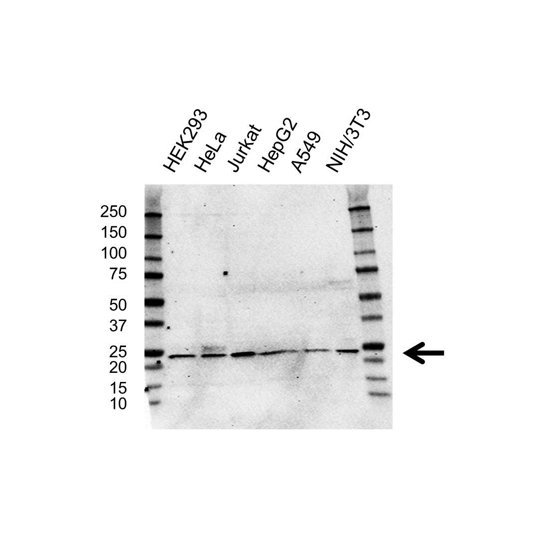 Anti RPL24 Antibody (PrecisionAb Polyclonal Antibody) gallery image 1