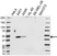 Anti RPL3 Antibody (PrecisionAb Polyclonal Antibody) thumbnail image 1