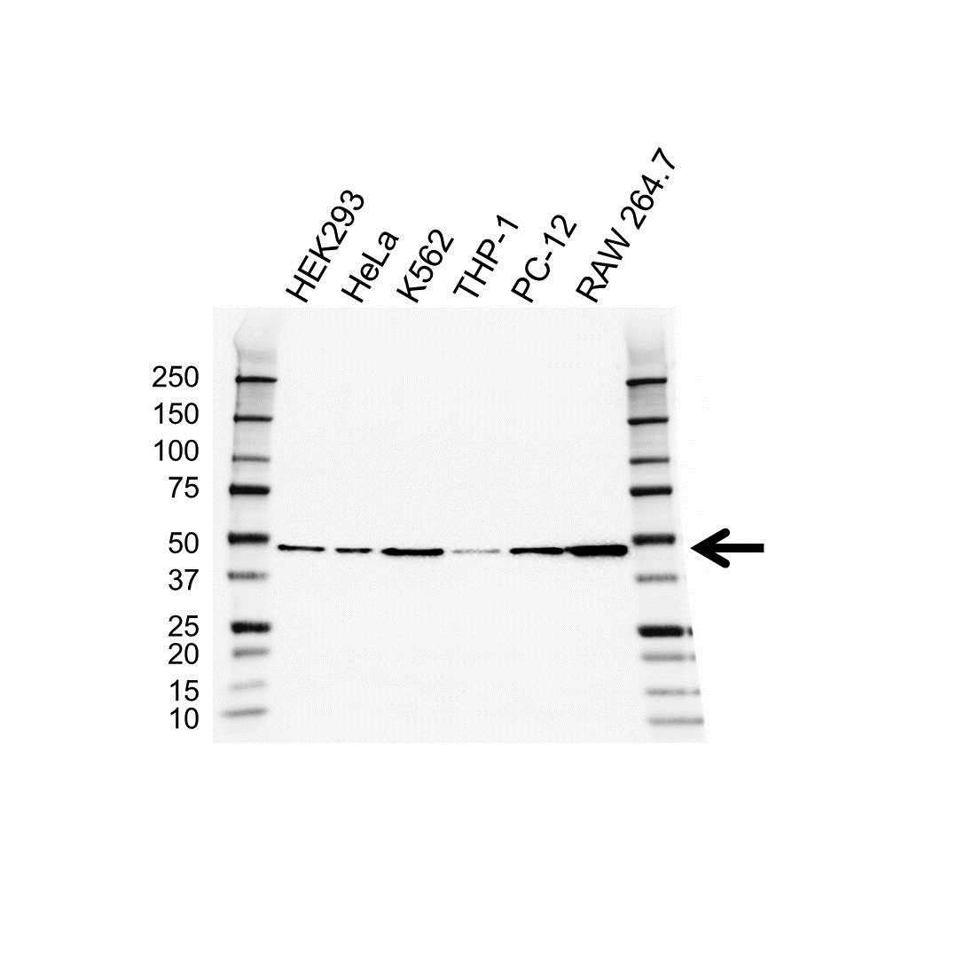 Anti RPL4 Antibody (PrecisionAb Polyclonal Antibody) gallery image 1