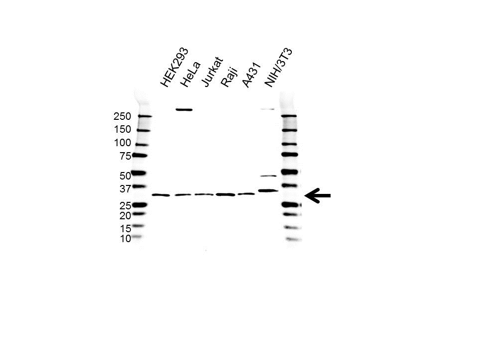 Anti RPL7 Antibody (PrecisionAb Polyclonal Antibody) gallery image 1