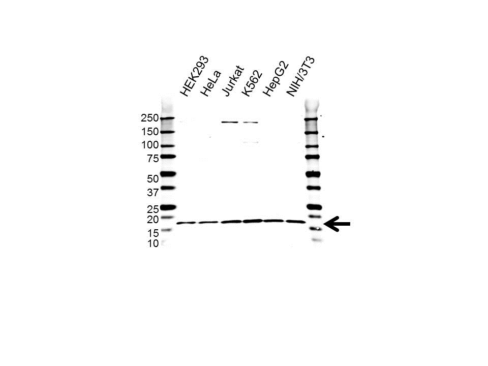 Anti RPS14 Antibody (PrecisionAb Polyclonal Antibody) gallery image 1
