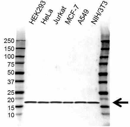 Anti RPS16 Antibody (PrecisionAb Polyclonal Antibody) gallery image 1