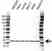 Anti RPS16 Antibody (PrecisionAb Polyclonal Antibody) thumbnail image 1