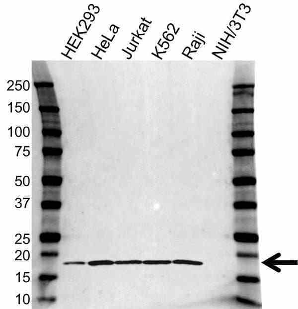 Anti RPS19 Antibody (PrecisionAb Polyclonal Antibody) gallery image 1