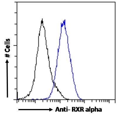 Anti RXR Alpha Antibody gallery image 3