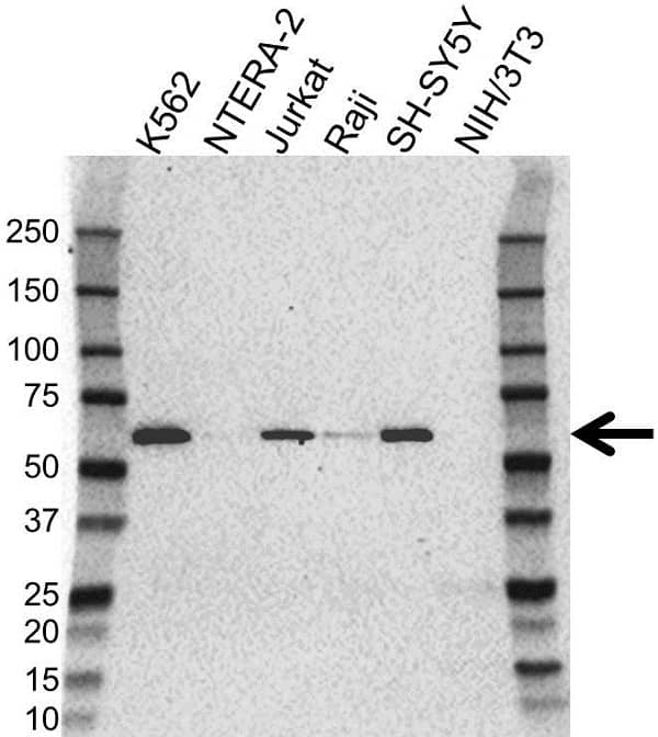 Anti Rxrb Antibody (PrecisionAb Polyclonal Antibody) gallery image 1