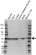Anti S6 Antibody (PrecisionAb Polyclonal Antibody) thumbnail image 1