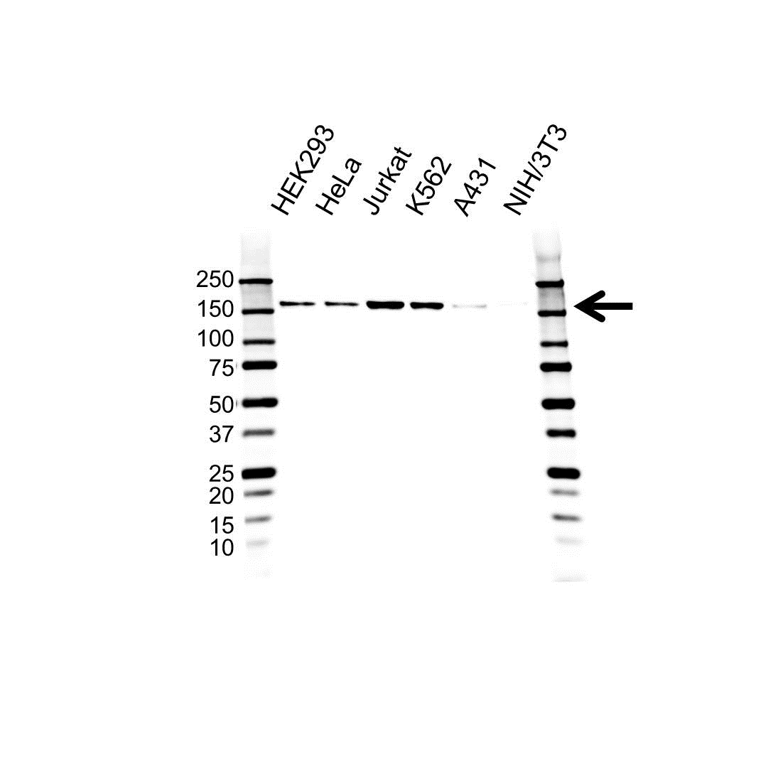 Anti SAFB Antibody (PrecisionAb Polyclonal Antibody) gallery image 1