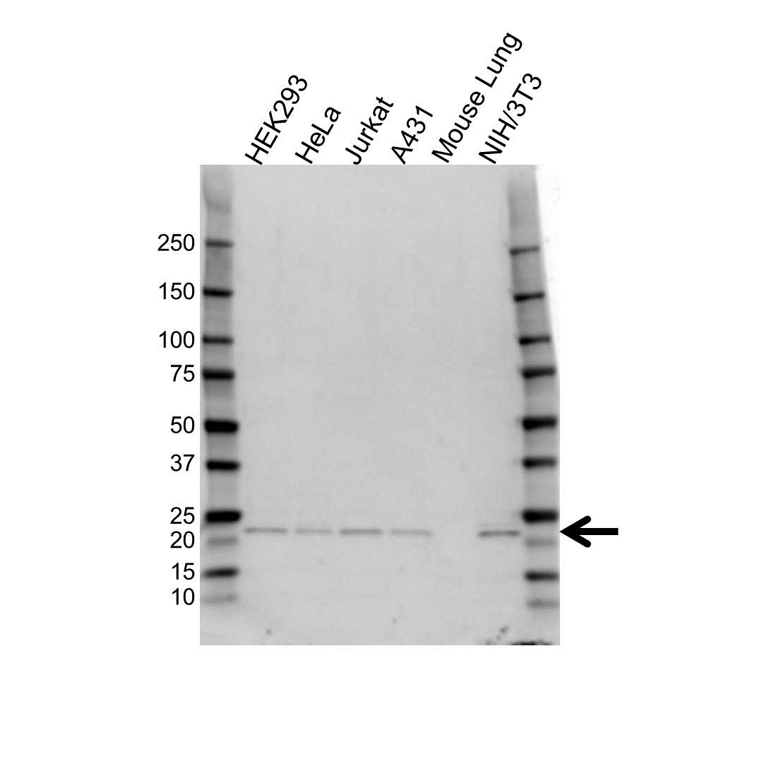 Anti SAR1A Antibody (PrecisionAb Polyclonal Antibody) gallery image 1