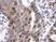 Anti Human SDF-1 Alpha Antibody thumbnail image 1