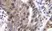 Anti Human SDF-1 Alpha Antibody thumbnail image 1