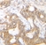 Anti Human SDF-1 Alpha Antibody thumbnail image 2
