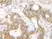 Anti Human SDF-1 Alpha Antibody thumbnail image 2