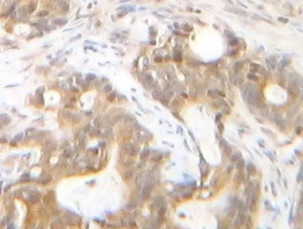 Anti Human SDF-1 Alpha Antibody gallery image 2
