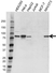 Anti SEL1L Antibody (PrecisionAb Polyclonal Antibody) thumbnail image 1