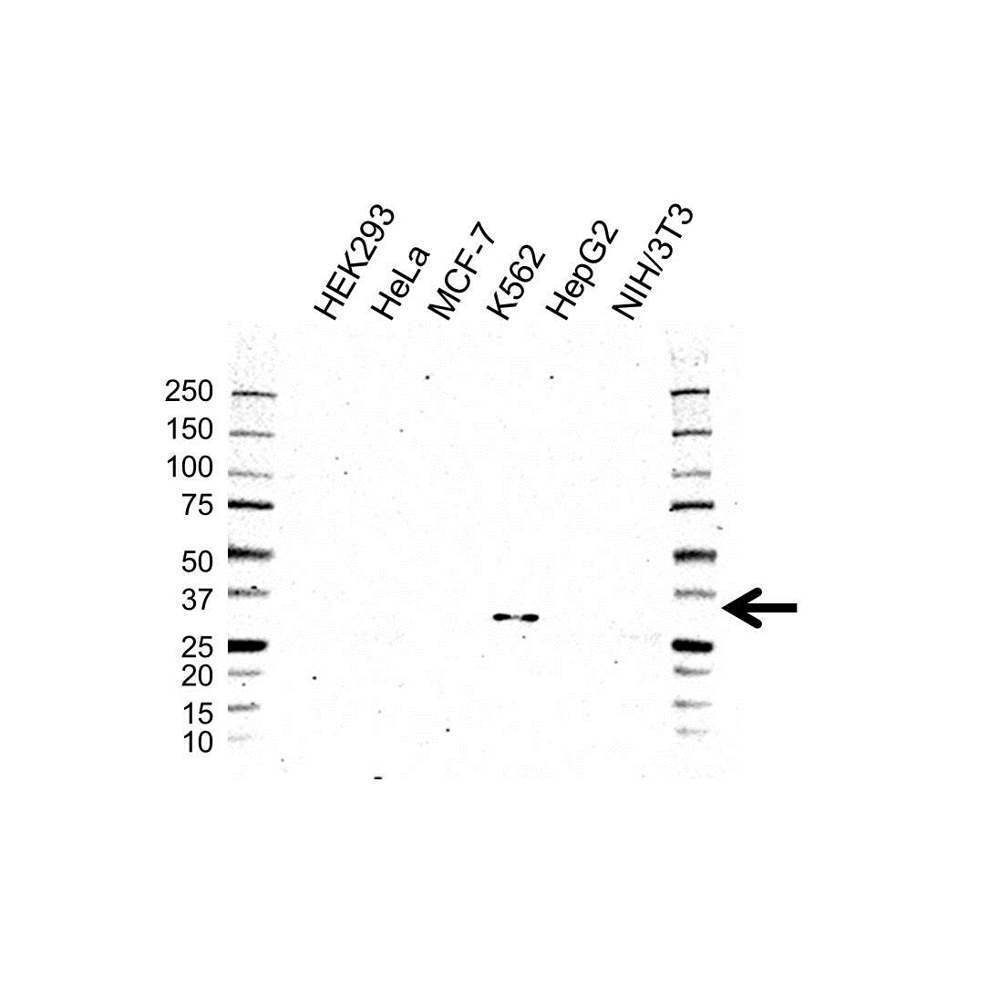 Anti SFRP1 Antibody (PrecisionAb Polyclonal Antibody) gallery image 1