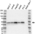 Anti Sharpin Antibody (PrecisionAb Polyclonal Antibody) thumbnail image 1