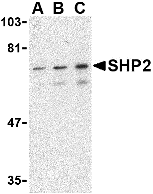 Anti SHP2 (C-Terminal) Antibody gallery image 1