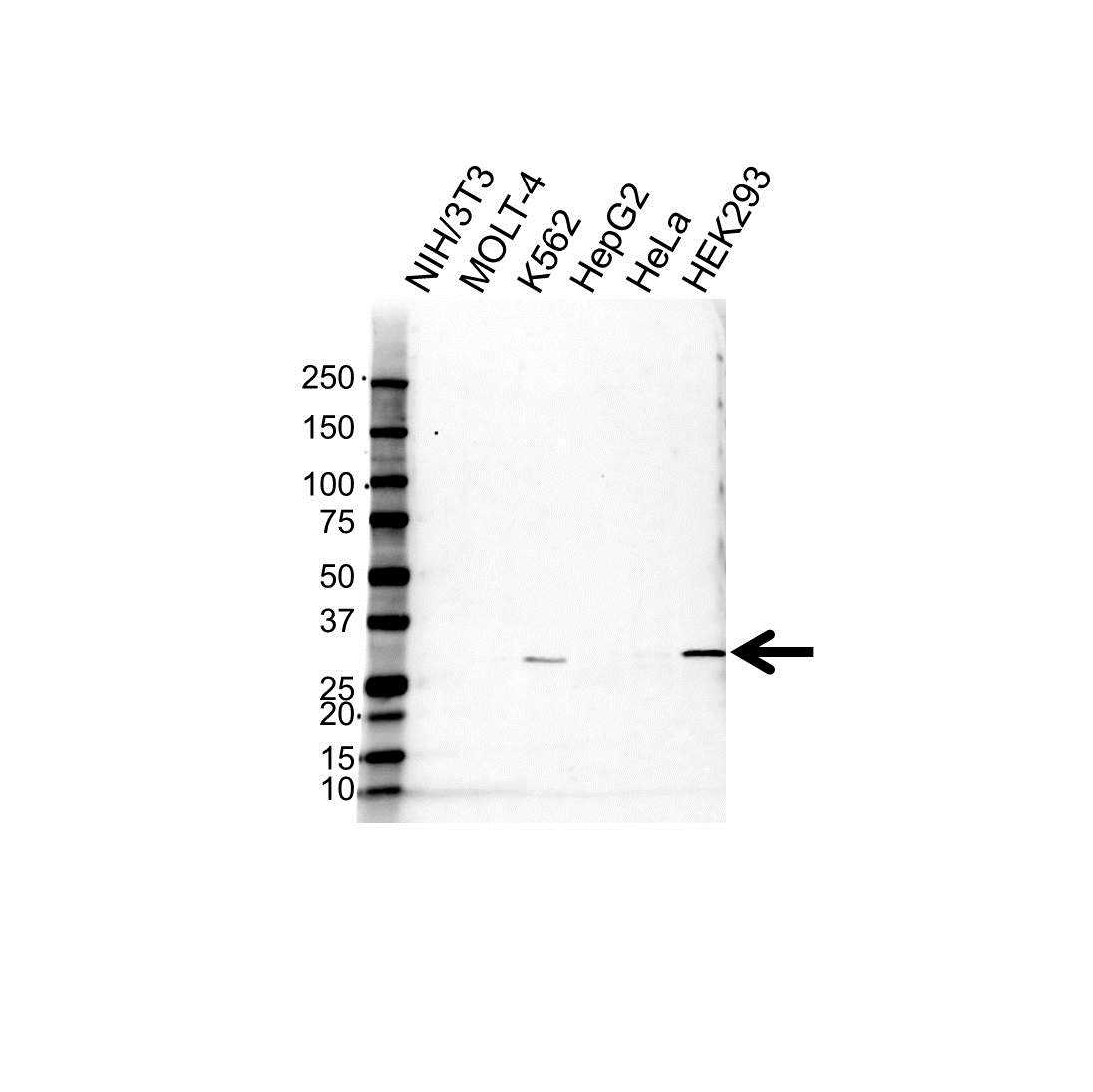 Anti SLC25A6 Antibody (PrecisionAb Polyclonal Antibody) gallery image 1