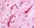 Anti Human SLC5A3 (C-Terminal) Antibody thumbnail image 1