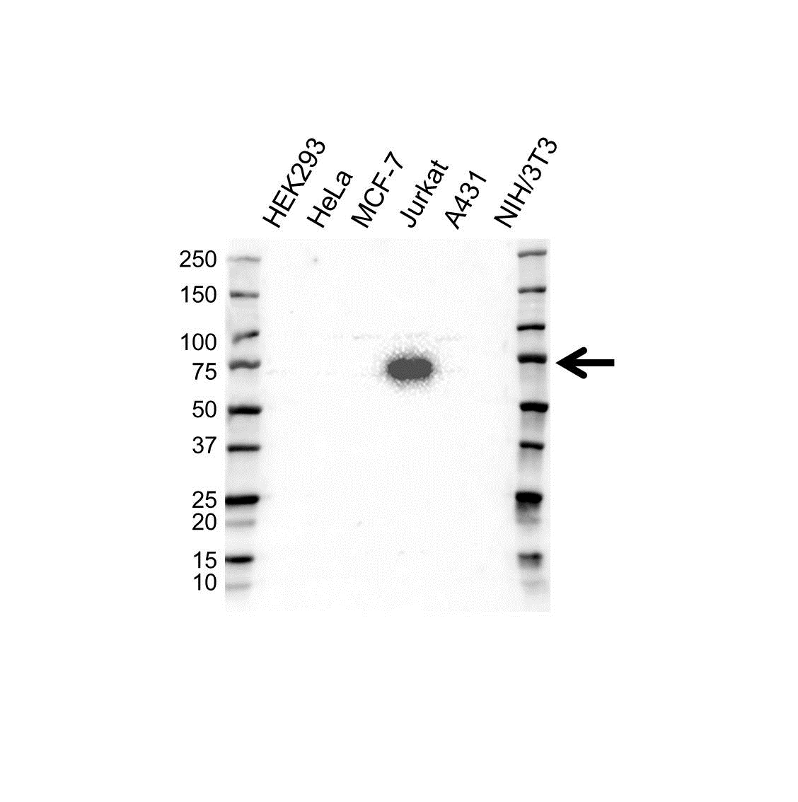Anti SLP-76 Antibody (PrecisionAb Polyclonal Antibody) gallery image 1
