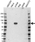 Anti SLP-76 Antibody (PrecisionAb Polyclonal Antibody) thumbnail image 1