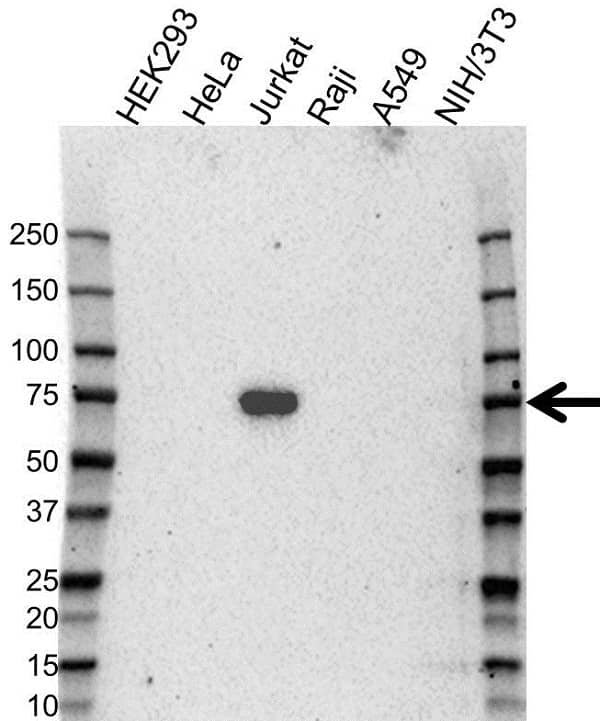 Anti SLP-76 Antibody (PrecisionAb Polyclonal Antibody) gallery image 1