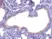 Anti SLPI Antibody thumbnail image 2