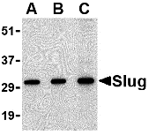 Anti Slug Antibody gallery image 1