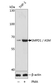 Anti SMPD1 Antibody thumbnail image 1