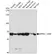 Anti SMPD1 Antibody thumbnail image 2