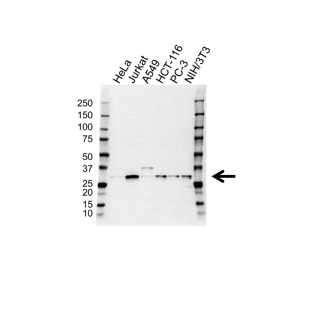 Anti Snail Antibody (PrecisionAb Polyclonal Antibody) gallery image 1