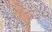 Anti SNAP-25 (C-Terminal) Antibody thumbnail image 2