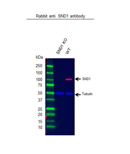 Anti SND1 Antibody (PrecisionAb Polyclonal Antibody) gallery image 2