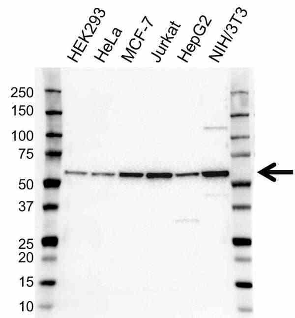 Anti SNRNP70 Antibody (PrecisionAb Polyclonal Antibody) gallery image 1