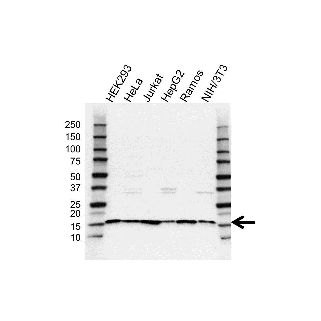 Anti SNRPD2 Antibody (PrecisionAb Polyclonal Antibody) gallery image 1
