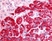 Anti Human SPHK1 (N-Terminal) Antibody thumbnail image 1