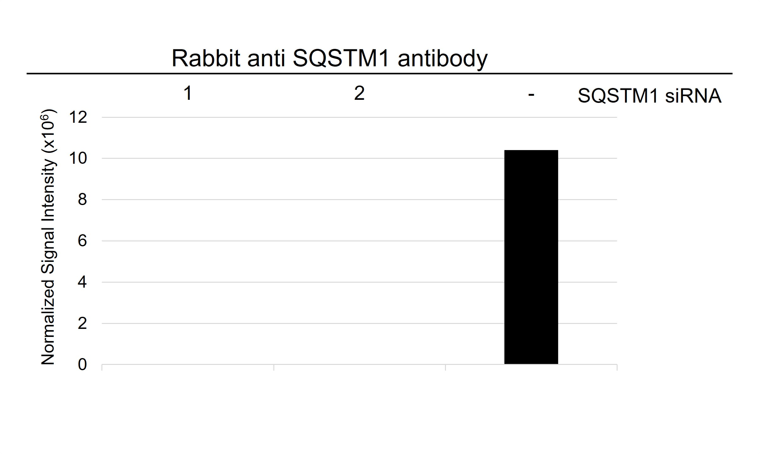 Anti SQSTM1 Antibody (PrecisionAb Polyclonal Antibody) gallery image 3