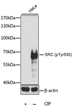 Anti SRC (pTyr530) Antibody gallery image 1