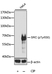 Anti SRC (pTyr530) Antibody thumbnail image 1