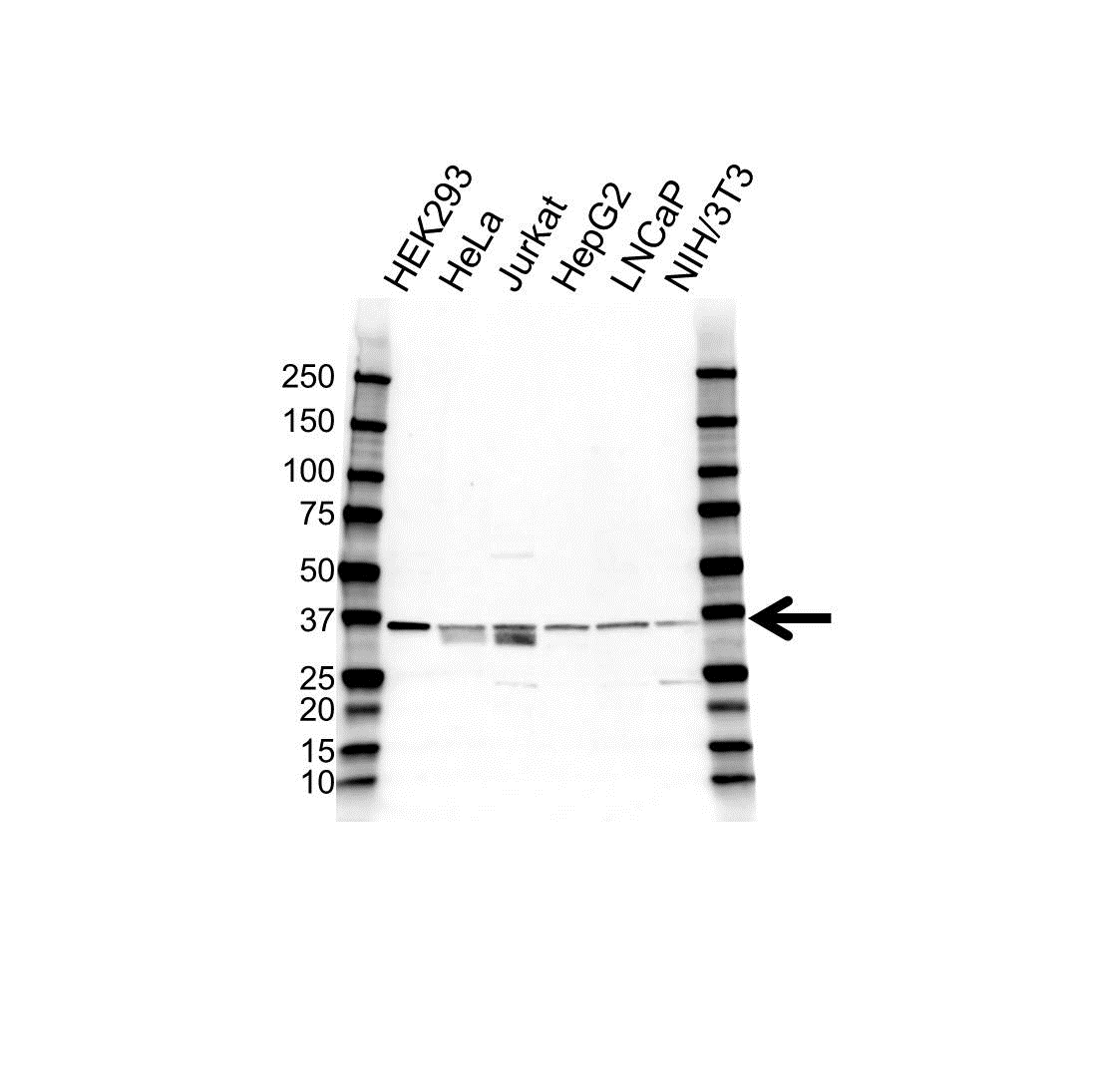 Anti SRSF1 Antibody (PrecisionAb Polyclonal Antibody) gallery image 1