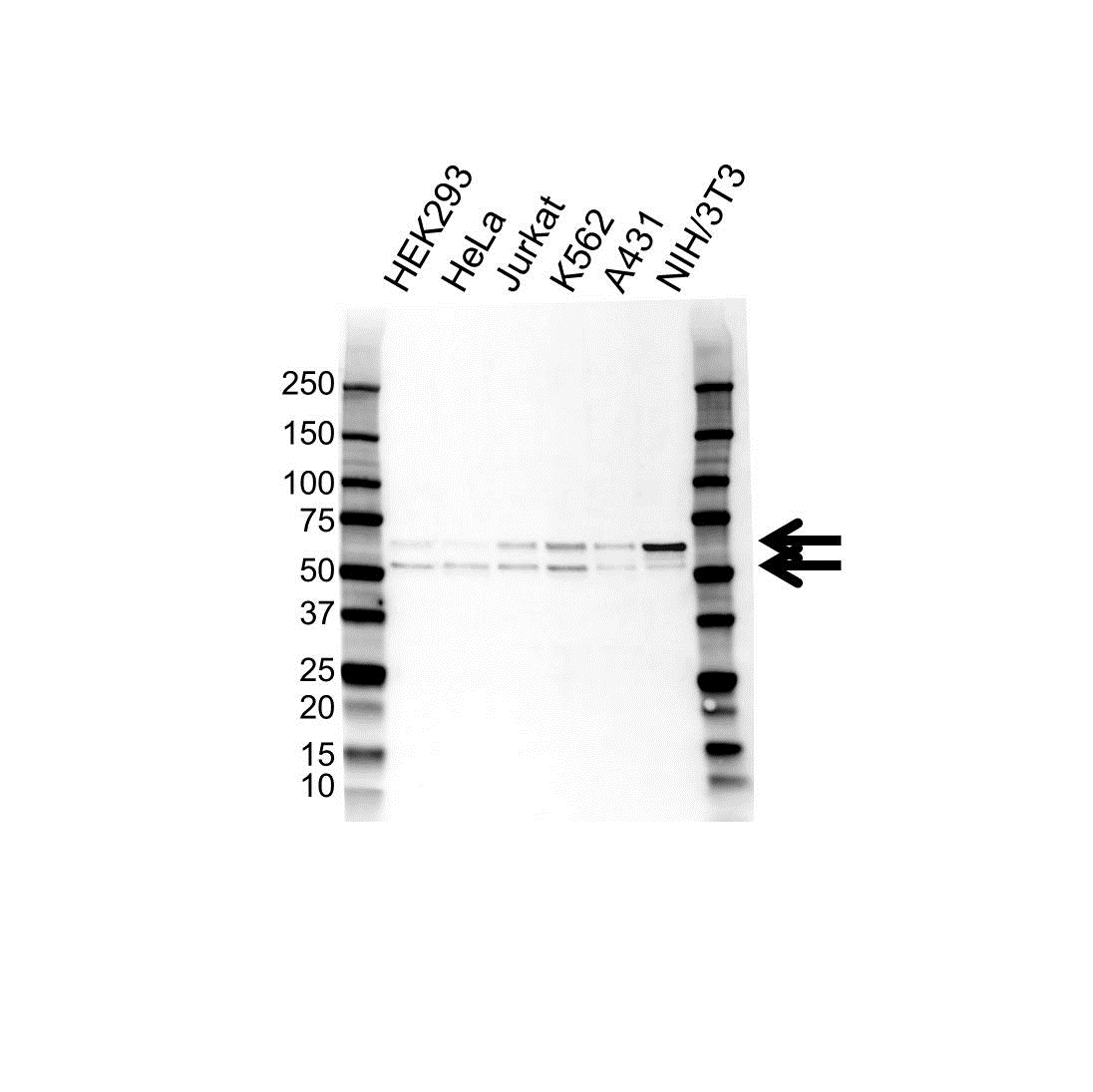 Anti SS18 Antibody (PrecisionAb Polyclonal Antibody) gallery image 1