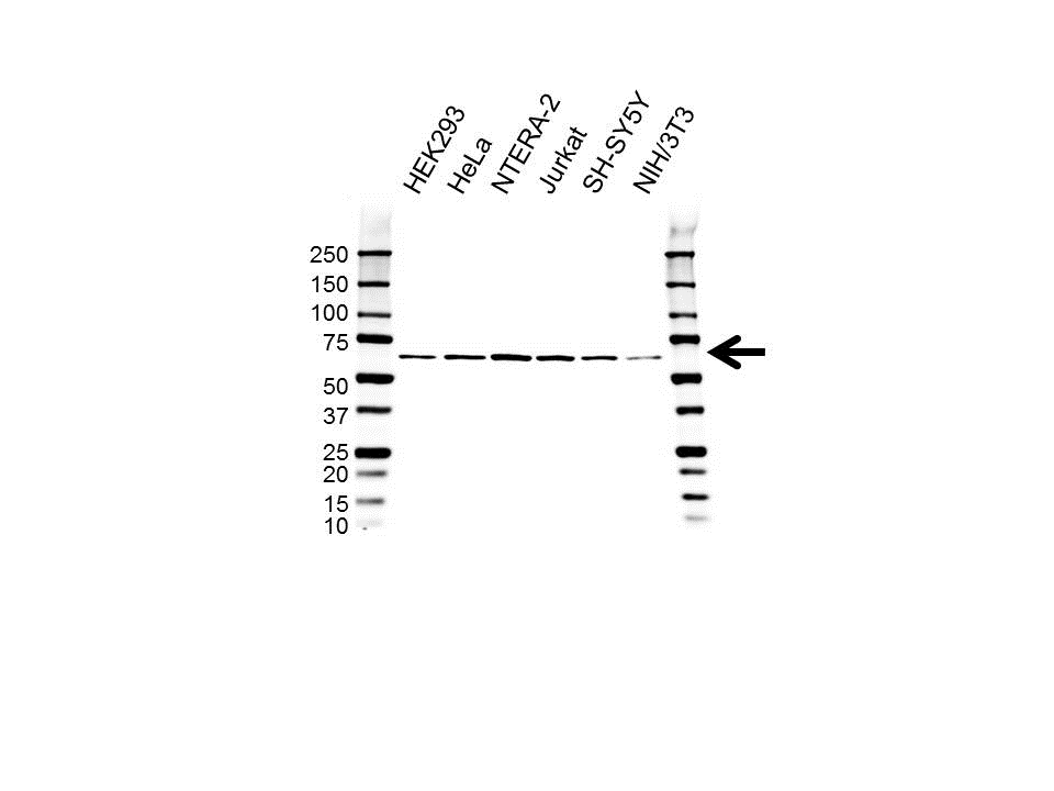 Anti STAM Antibody (PrecisionAb Polyclonal Antibody) gallery image 1