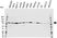 Anti STAT1 Alpha Antibody (PrecisionAb Polyclonal Antibody) thumbnail image 1