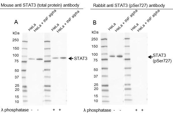Anti STAT3 (pSer727) Antibody (Polyclonal Antibody Antibody) thumbnail image 1