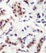 Anti STAT5A (pTyr694) Antibody thumbnail image 2