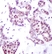 Anti STAT6 (pTyr641) Antibody thumbnail image 2