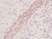 Anti Human Stem Cell Factor Antibody thumbnail image 1